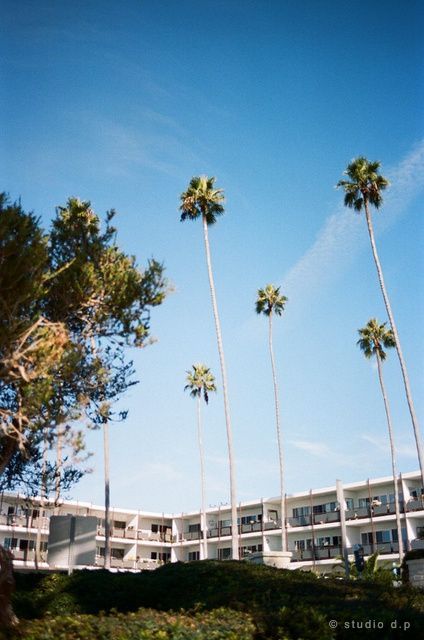 Palmiers face au Pacifique à Laguna Beach, Californie — Kodak Portra 400
