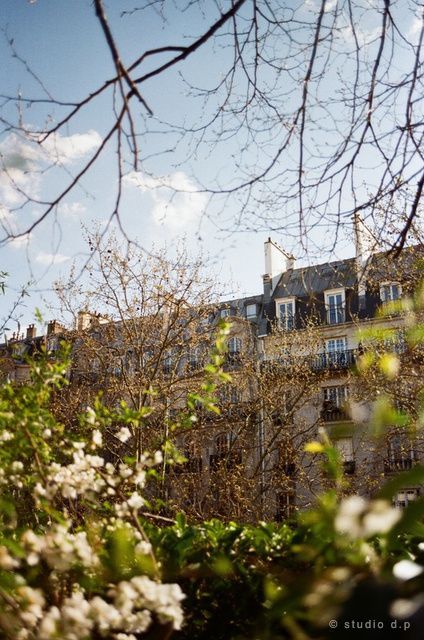 Branches en fleurs le long de la Coulée verte, Paris — Kodak Portra 400